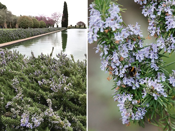 El aromático romero y su prodigiosa versatilidad jardinera